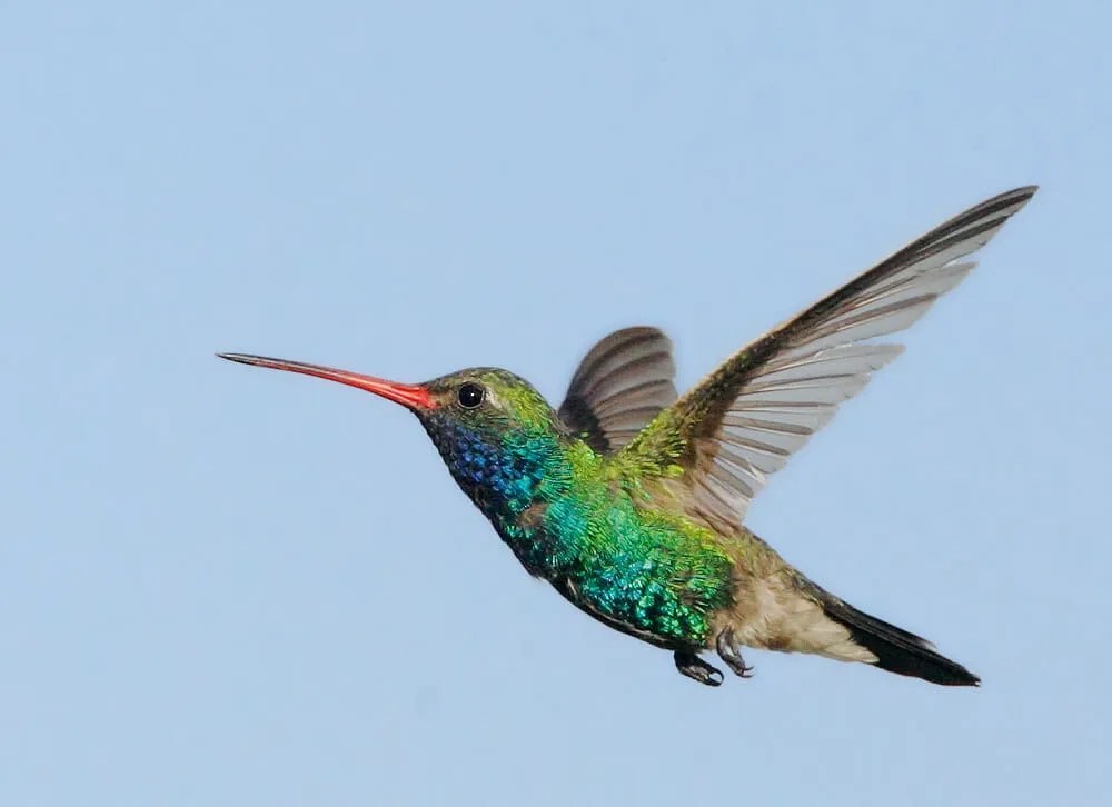 La légende du&nbsp;Colibri